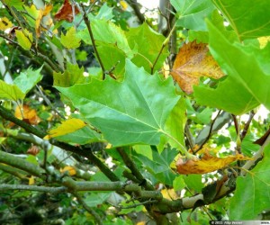 platanus